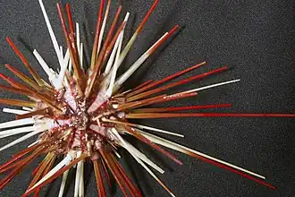 Coelopleurus floridanus