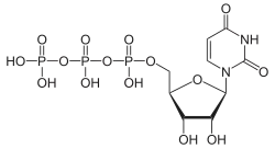 Image illustrative de l’article Uridine triphosphate