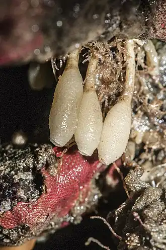 Description de l'image Urn Sponge (Leucilla nuttingi) (8371714007).jpg.