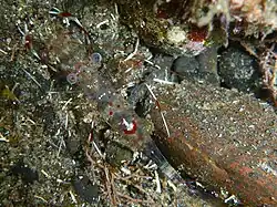 Crevette nettoyeuse de Bruun (Urocaridella antonbruunii)