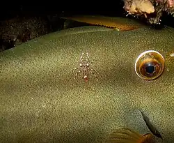 Urocaridella antonbruunii déparasitant un poisson-chirurgien (de nuit)