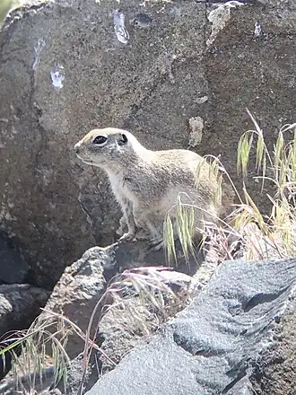 Description de l'image Urocitellus townsendii nancyae 39352131.jpg.