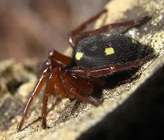 Description de l'image Uroctea durandi side.jpg.