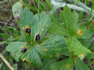 Urocystis anemones sur Anemone nemorosa (Pologne)