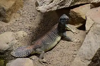 Description de l'image Uromastyx thomasi ZG Berlin.jpg.