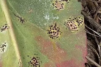 Description de l'image Uromyces limonii (01).jpg.