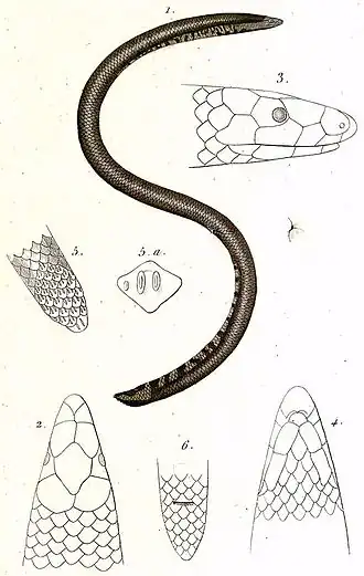 Description de l'image Uropeltis ceylanica (1).jpg.
