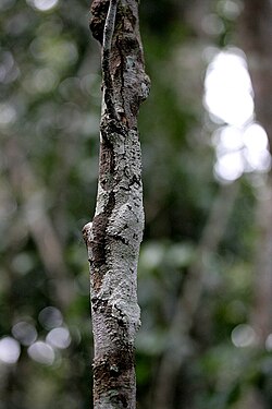 Uroplatus sikorae camouflé sur une branche.