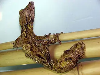 Description de l'image Uroplatus henkeli.jpg.