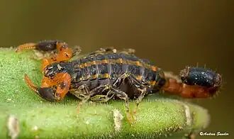 Description de l'image Uroplectes formosus00.jpg.