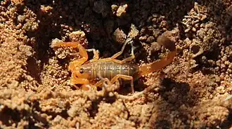 Description de l'image Uroplectes gracilior.jpg.