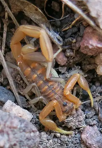 Description de l'image Uroplectes planimanus.jpg.