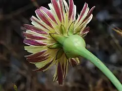 Involucre de la fleur d'Urosperme de Daléchamps.