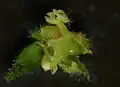 3. Fleur femelle fécondée (dessous) et fl. mâle avec 2 filets déployés.