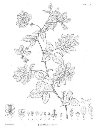 Description de l'image Urvillea ulmacea in Kunth 1821.jpg.