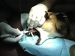 Enlèvement du tartre dentaire d'un chien