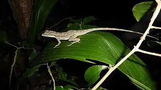 Description de l'image Utila Anole imported from iNaturalist photo 30607760 on 20 April 2022.jpg.