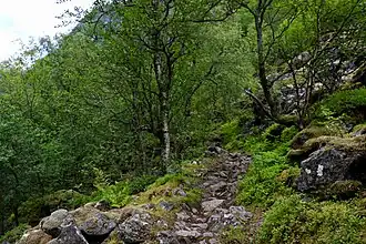 Petits arbres feuillus le long d'un sentier de montagne.