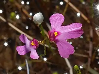 Description de l'image Utricularia multifida 1.jpg.