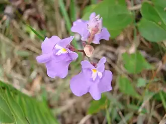 Description de l'image Utricularia tricolor 2.jpg.