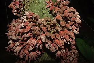 Description de l'image Uvariopsis submontana.jpg.