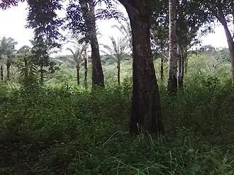 Forêt dégradée de Boura 1