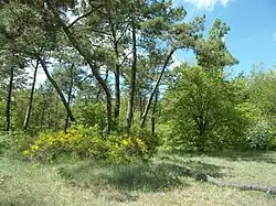 Chêne pubescent, Pin maritime et Genêt à balais (puy du Pérou).