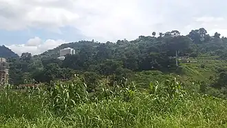 Végétation sur le mont Fébé