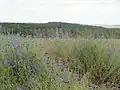Paysage aux bleuets.