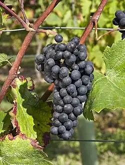 Grappes de pinot noir N.