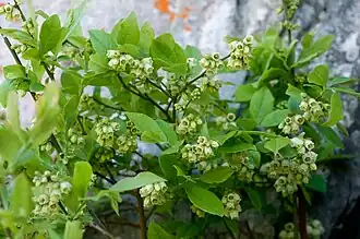 Description de l'image Vaccinium pallidum.jpg.