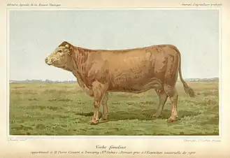 Vache primée en 1900.