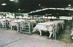 La photographie couleur représente une halle métallique sous laquelle des dizaines de bovins blancs sont alignés. Les animaux mangent du fourrage et sont maintenus par des barrières métalliques.