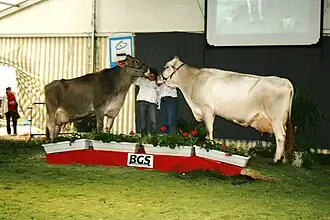 Image illustrative de l’article Brune (race bovine)