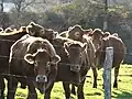 Vaches limousines (ici à Viam)
