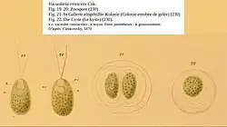 Quatre stades du Vacuolaria virescens.