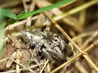 Description de l'image Vailimia sp. - ventral view.jpg.