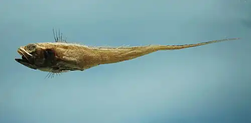 Bathygadus melanobranchus