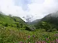 Vallée en fleurs dans l'Uttarakhand.