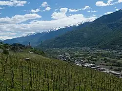 Vignoble dans la Valteline.