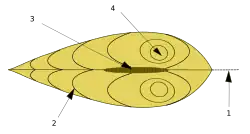 Représentation schématique des principaux constituants extérieurs d'une coquille de bivalve