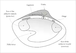 Dessin de l'intérieur de la valve gauche d'un Veneridae