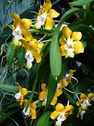 Description de l'image Vanda denisoniana - Flickr 004.jpg.