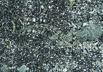 Un gobie du genre Vanderhorstia