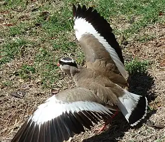 Photographie d'un Vanneau couronné au sol, étendant ses ailes.