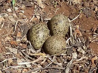 Photographie d'un nid, sur un sol de terre sèche, avec quelques débris végétaux.