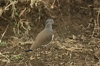 Photographie d'un Vanneau à ailes noires debout, vu de dos.
