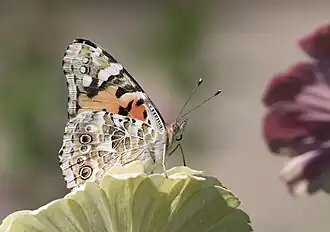 Description de cette image, également commentée ci-après