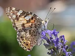 Un splendide papillon gris, blanc, ocre, lumineux, les antennes pointées vers le ciel, posé sur une fleur violette faite d'un ensemble de petits vases.