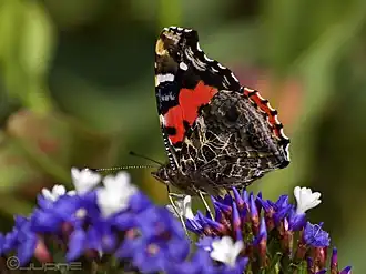 Description de l'image Vanessa vulcania (3133908123).jpg.